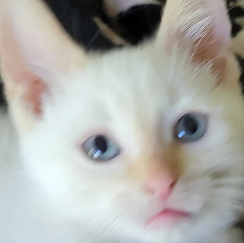 Blaze thumbnail 3