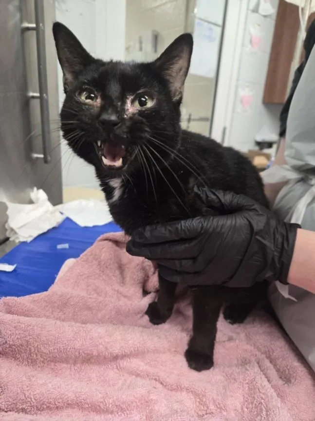 An adult medium-sized female Domestic Short Hair cat named Empress for adoption in Hagerstown, MD