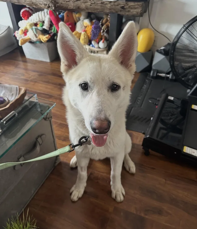 A young large-sized male White German Shepherd dog named Yeti for adoption in Tarzana, CA