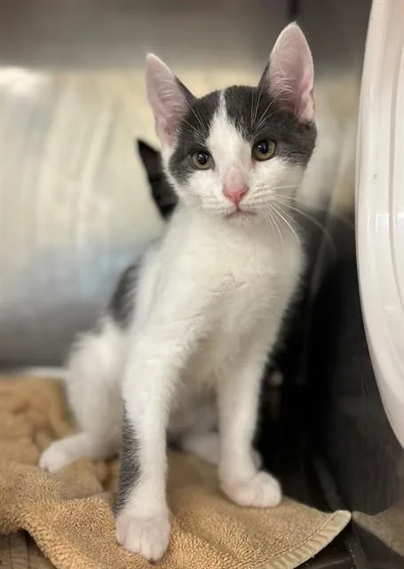 A baby small-sized male Domestic Short Hair cat named Scoot for adoption in York, SC