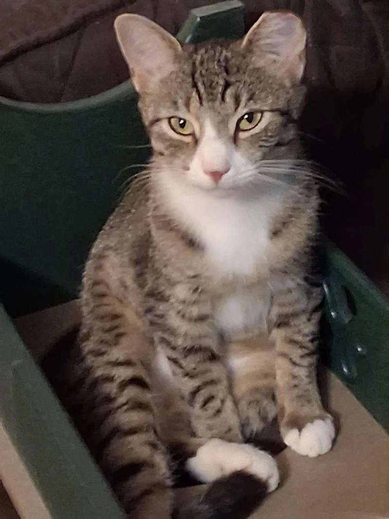 A young medium-sized female Tabby (Brown / Chocolate) Domestic Short Hair cat named Miso for adoption in Jacksonville, FL
