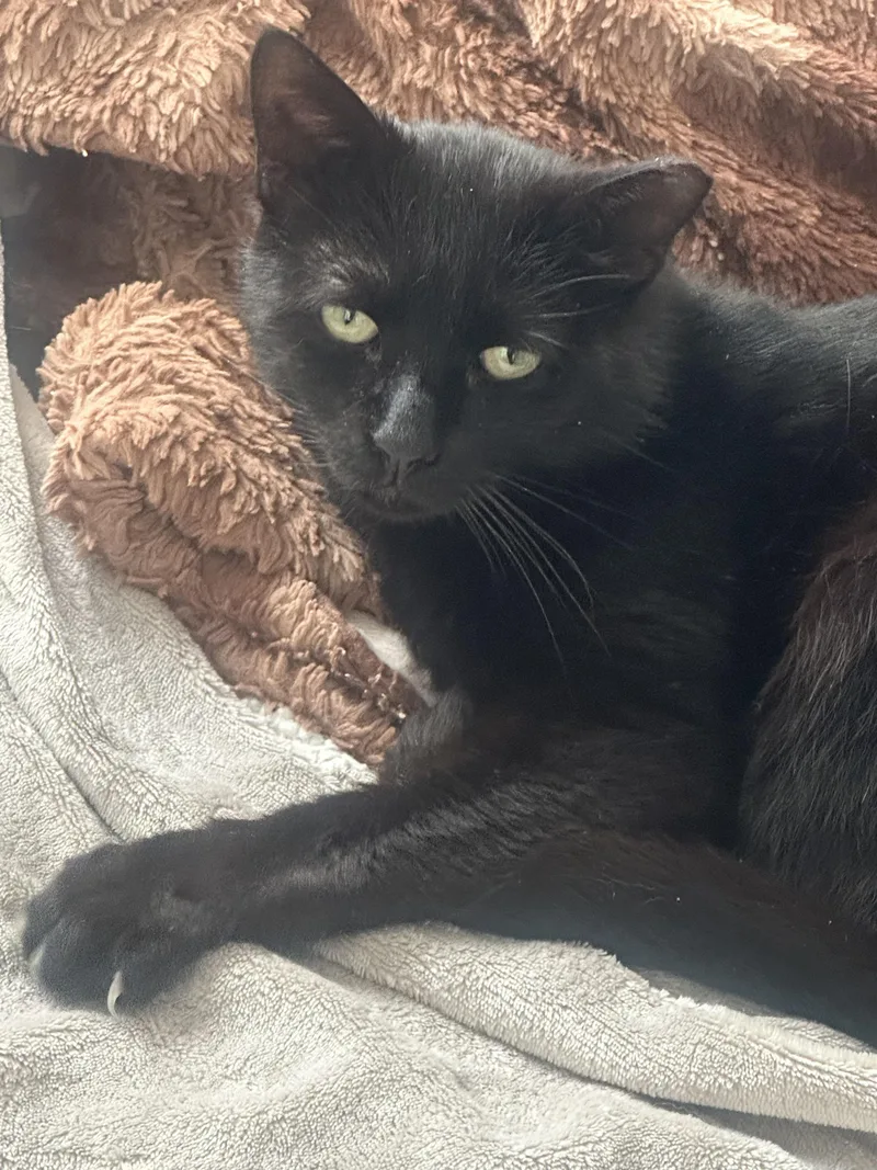 An adult medium-sized male Black Domestic Short Hair cat named Dimitry for adoption in Hazlet, NJ
