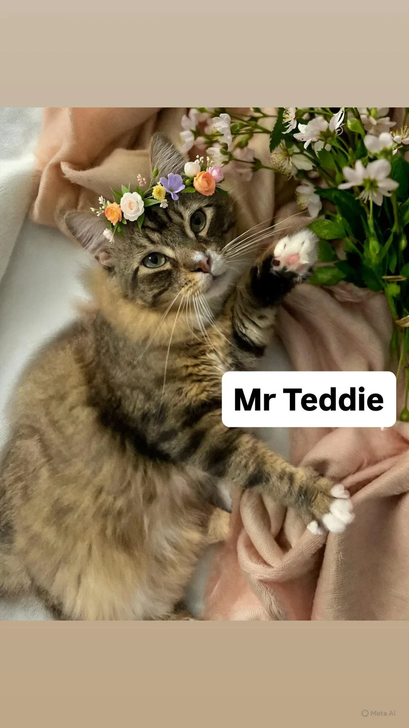 A young medium-sized male Tabby cat named Mr Teddie At Martinez for adoption in Walnut Creek, CA