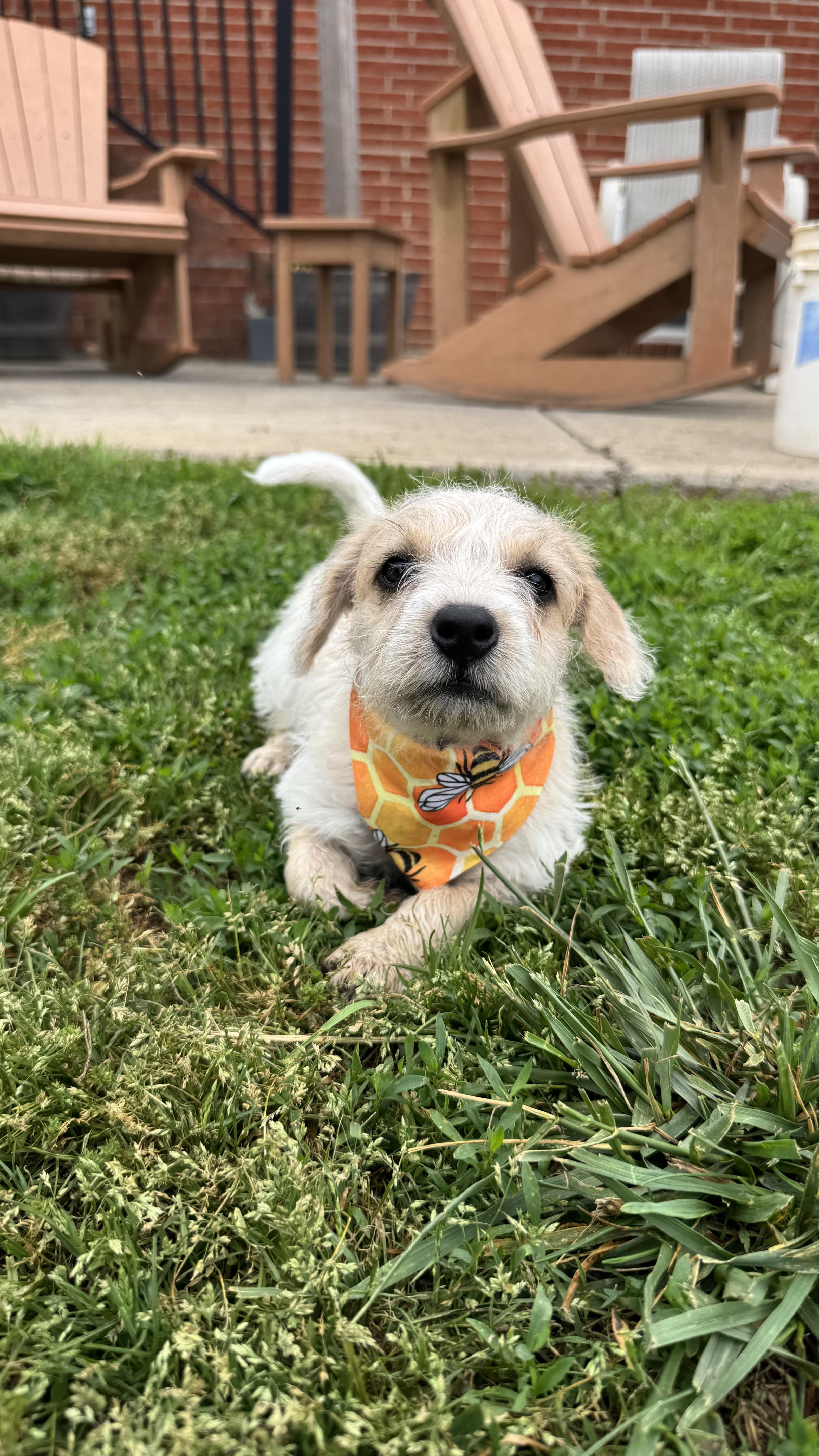A baby medium-sized female White / Cream Terrier dog named Magnolia for adoption in Knoxville, TN