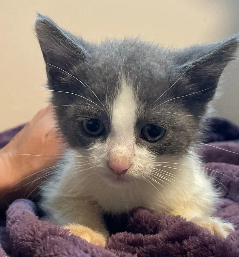A baby medium-sized female Gray / Blue / Silver Domestic Short Hair cat named Clara for adoption in Island Lake, IL