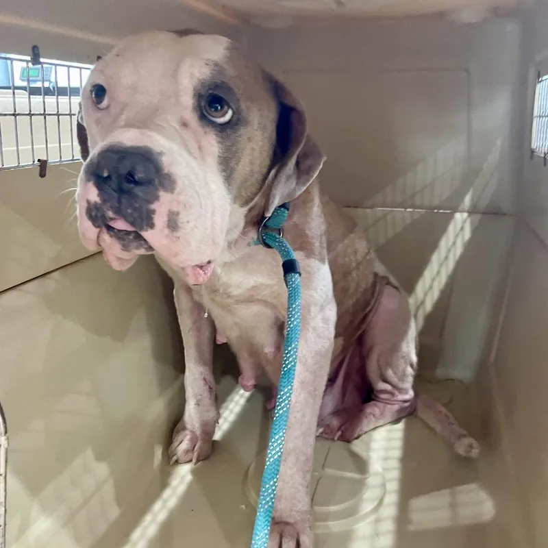 An adult large-sized female White / Cream American Staffordshire Terrier dog named SheRa: Princess of Power for adoption in Livingston, TX