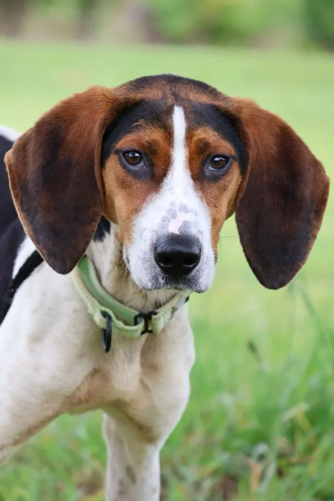 A young medium-sized male Mixed Breed dog named Cletus for adoption in Columbia, TN