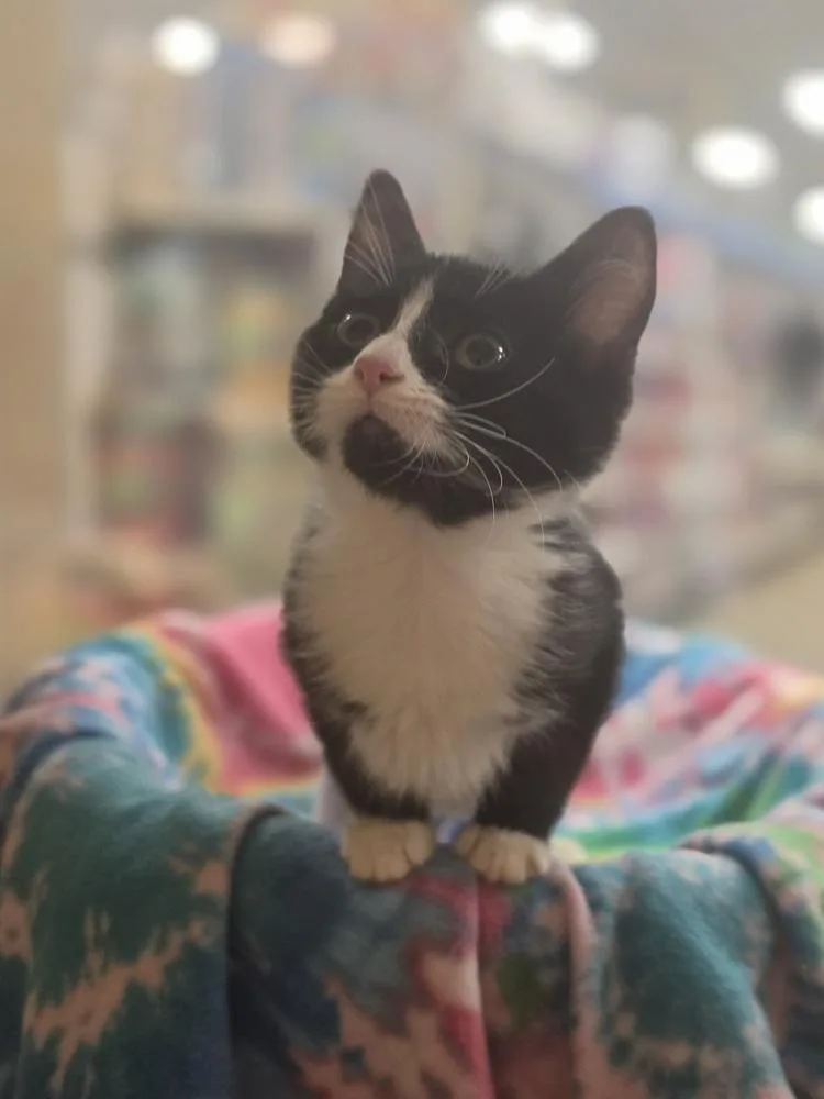 A baby small-sized female Black & White / Tuxedo Domestic Short Hair cat named Hurricane for adoption in Metamora, IL