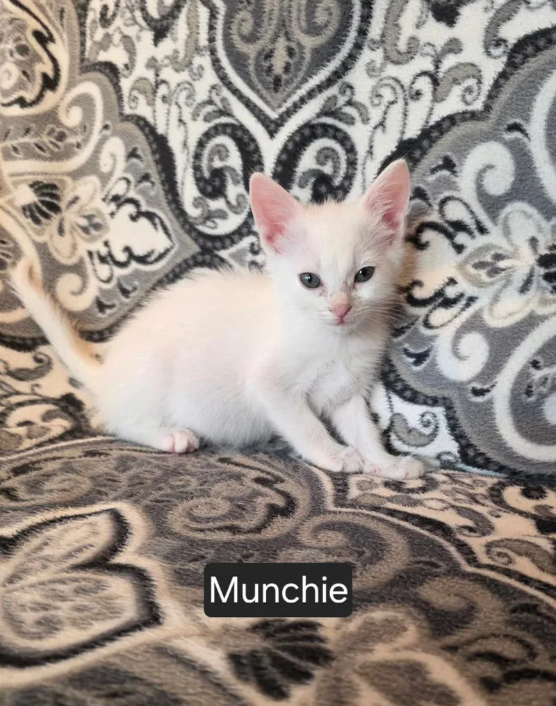 A baby medium-sized female Domestic Short Hair cat named Munchie for adoption in Parkville, MD