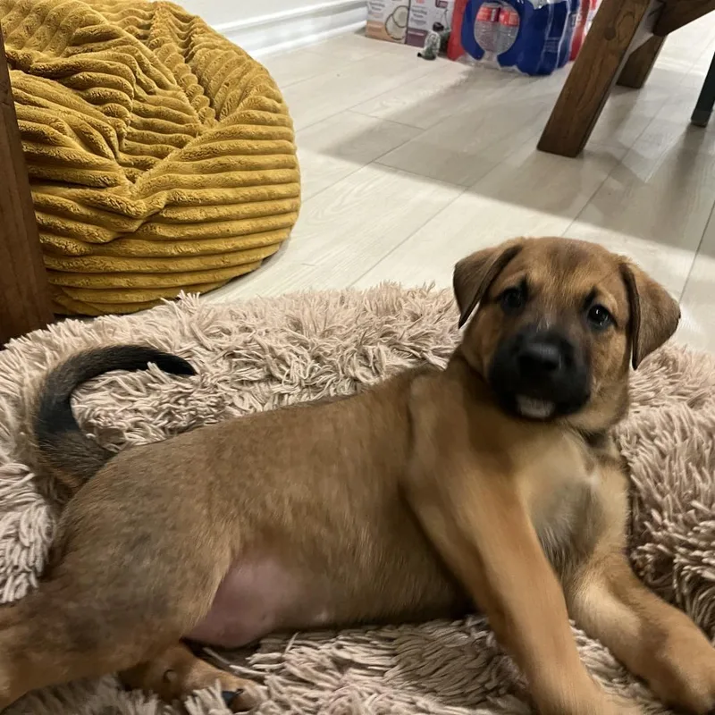 A baby small-sized male Brown / Chocolate Labrador Retriever dog named Benji for adoption in Austin, TX