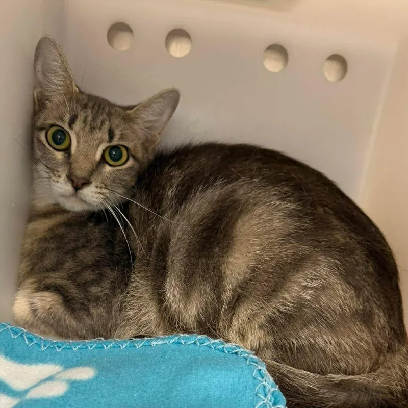 A young small-sized female Gray / Blue / Silver Domestic Short Hair cat named Lana for adoption in Bastrop, TX