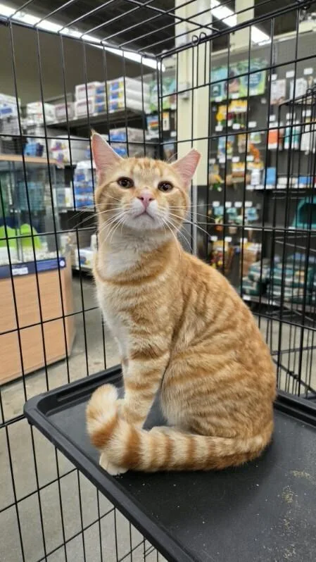 A young small-sized male Tabby (Orange / Red) Domestic Short Hair cat named Freckles for adoption in Kinston, NC