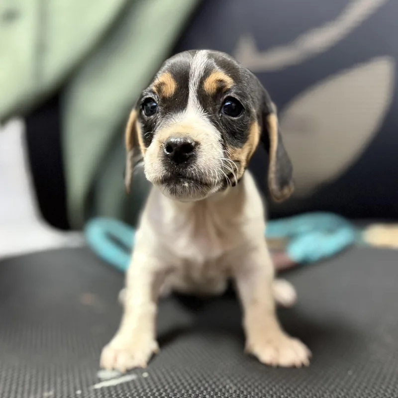 A baby small-sized female Tricolor (Brown, Black, & White) Beagle dog named Napkin for adoption in Columbia, SC