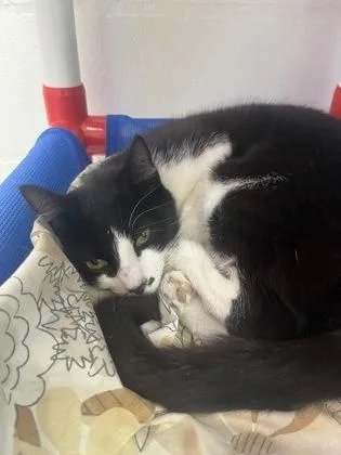 An adult large-sized female Domestic Short Hair cat named Tootsie for adoption in Largo, FL
