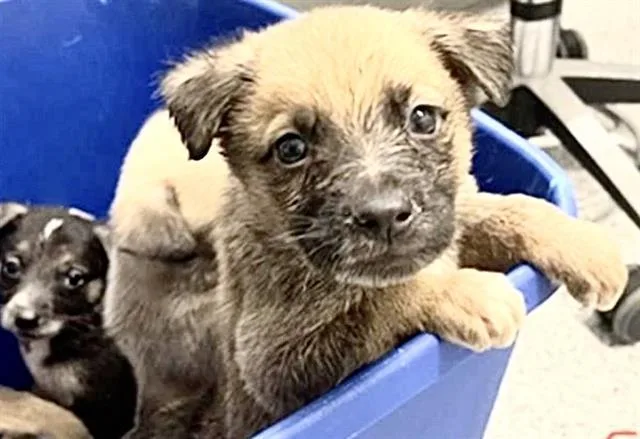 A baby medium-sized female German Shepherd Dog dog named Pebbles for adoption in Houston, TX