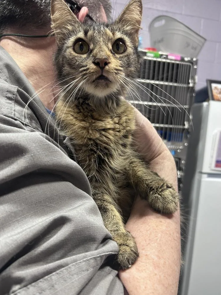 A young medium-sized female Domestic Short Hair cat named Symphony for adoption in Ferndale, MI