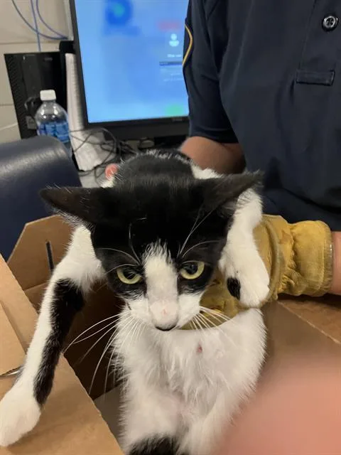 Oreo