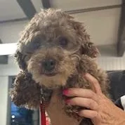 An adult small-sized male Apricot / Beige Miniature Poodle dog named Shakespeare for adoption in Tulsa, OK