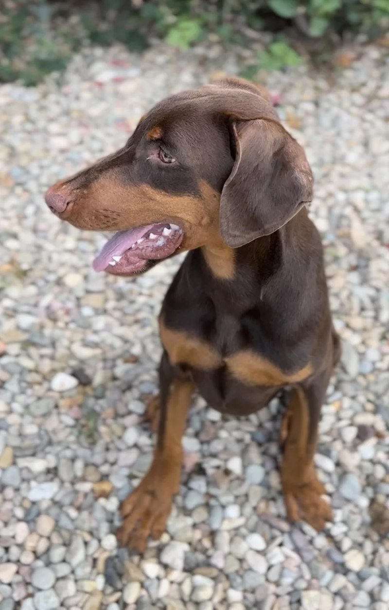 A baby medium-sized male Doberman Pinscher dog named Mookie for adoption in Palm desert, CA