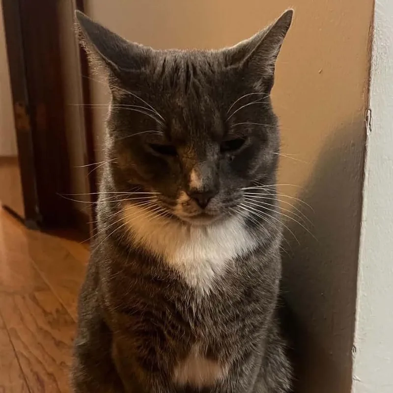 An adult small-sized male Gray / Blue / Silver Domestic Short Hair cat named Shadow for adoption in Rochester, MN