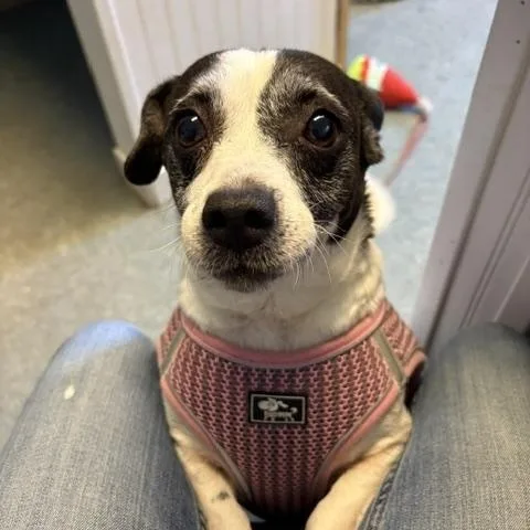 Daisy