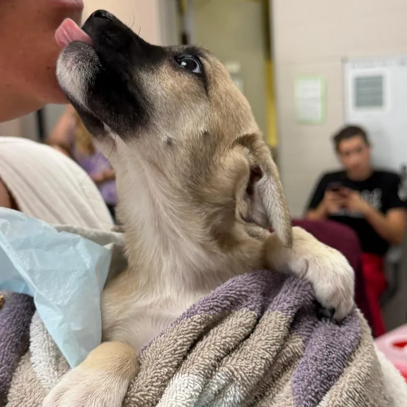 A baby small-sized female Yellow / Tan / Blond / Fawn Mixed Breed dog named Sugar for adoption in Grand Rapids, MI