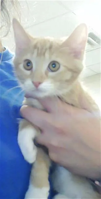 A baby small-sized female Domestic Short Hair cat named Jo for adoption in Fayetteville, NC