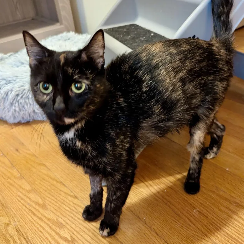 A young small-sized female Tortoiseshell Domestic Short Hair cat named Tortellini for adoption in Potomac, MD