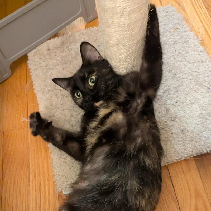 Tortellini thumbnail 3