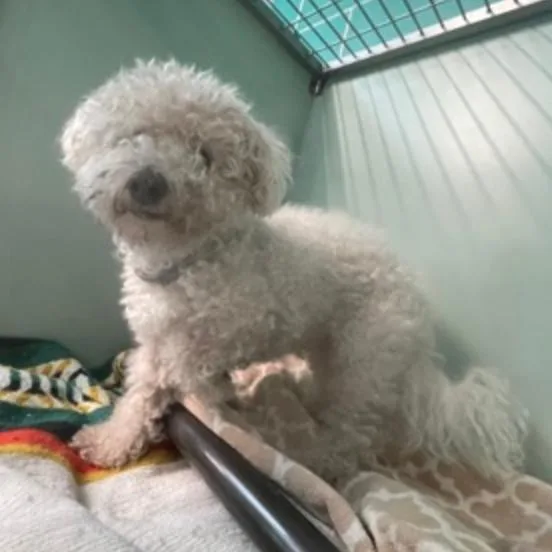 A senior small-sized male White / Cream Mixed Breed dog named Shaun for adoption in New York, NY