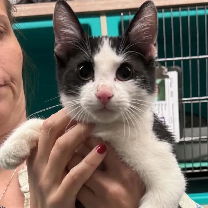 A young medium-sized male Black Domestic Short Hair cat named Candy Corn for adoption in Edwardsville, IL