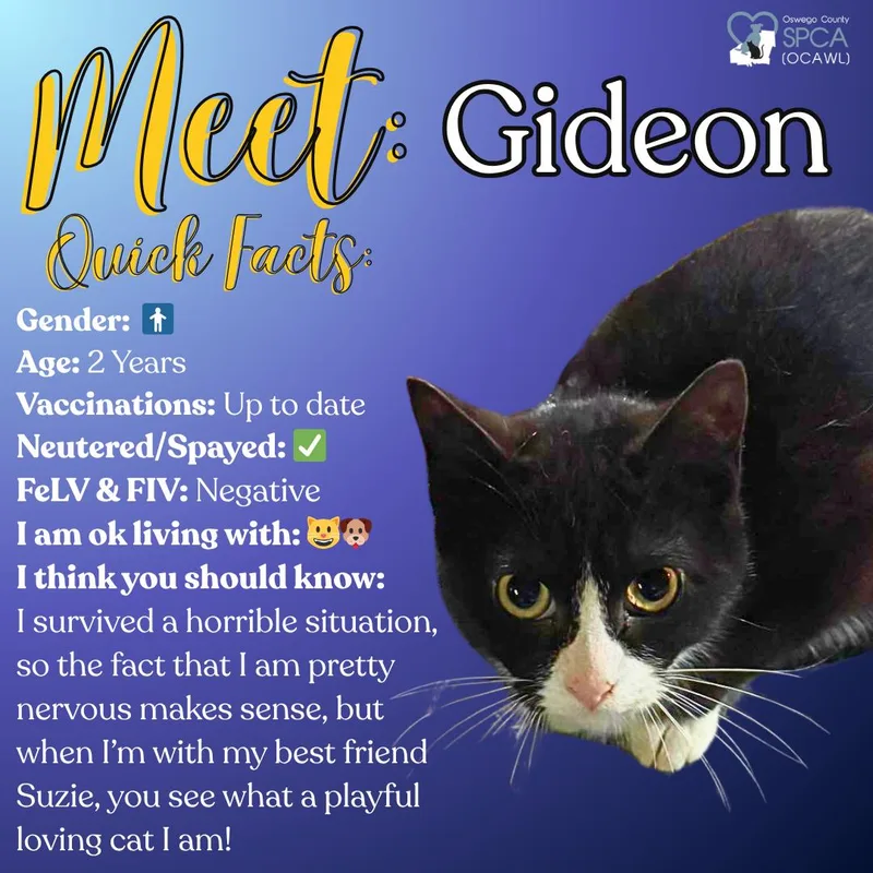 An adult medium-sized male Domestic Short Hair cat named Gideon for adoption in Fulton, NY