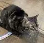 A young medium-sized female Tabby cat named Capuchin for adoption in Alexandria, VA