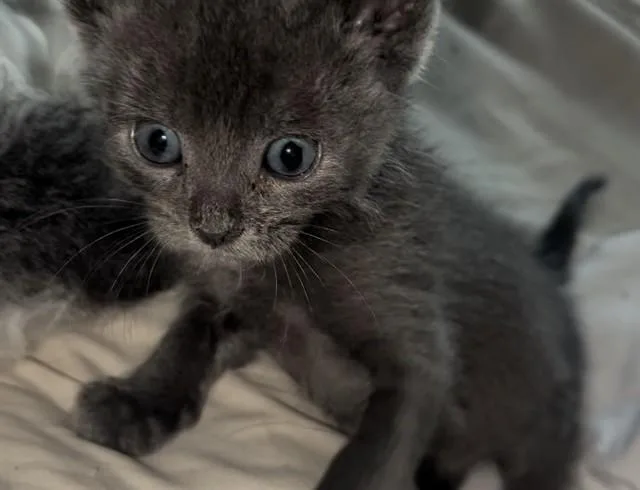 A baby small-sized male Domestic Short Hair cat named You for adoption in Colorado Springs, CO