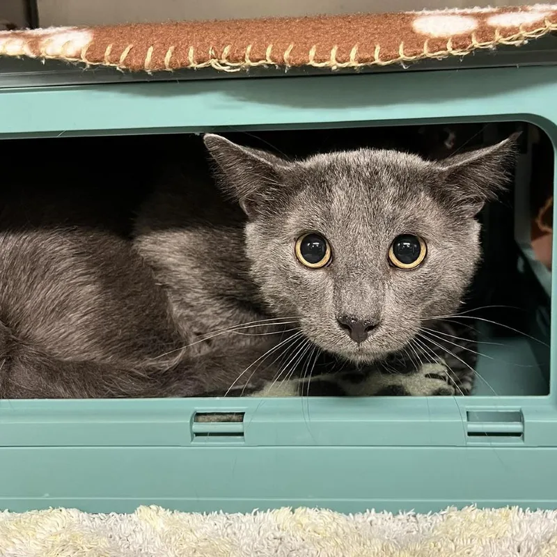 An adult small-sized male Gray / Blue / Silver Domestic Short Hair cat named Dusty for adoption in Edwardsville, IL