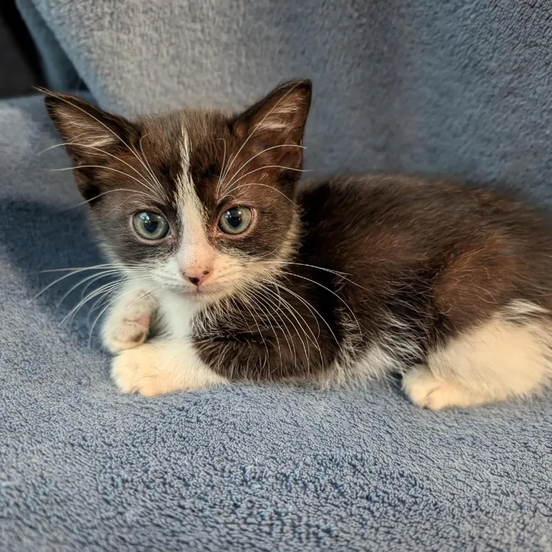 A baby small-sized female Black Domestic Medium Hair cat named Patches for adoption in Tacoma, WA