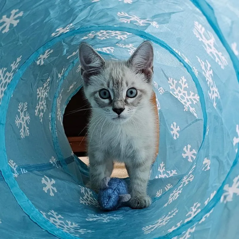 A baby small-sized male White Domestic Medium Hair cat named Ocean for adoption in Germantown, MD