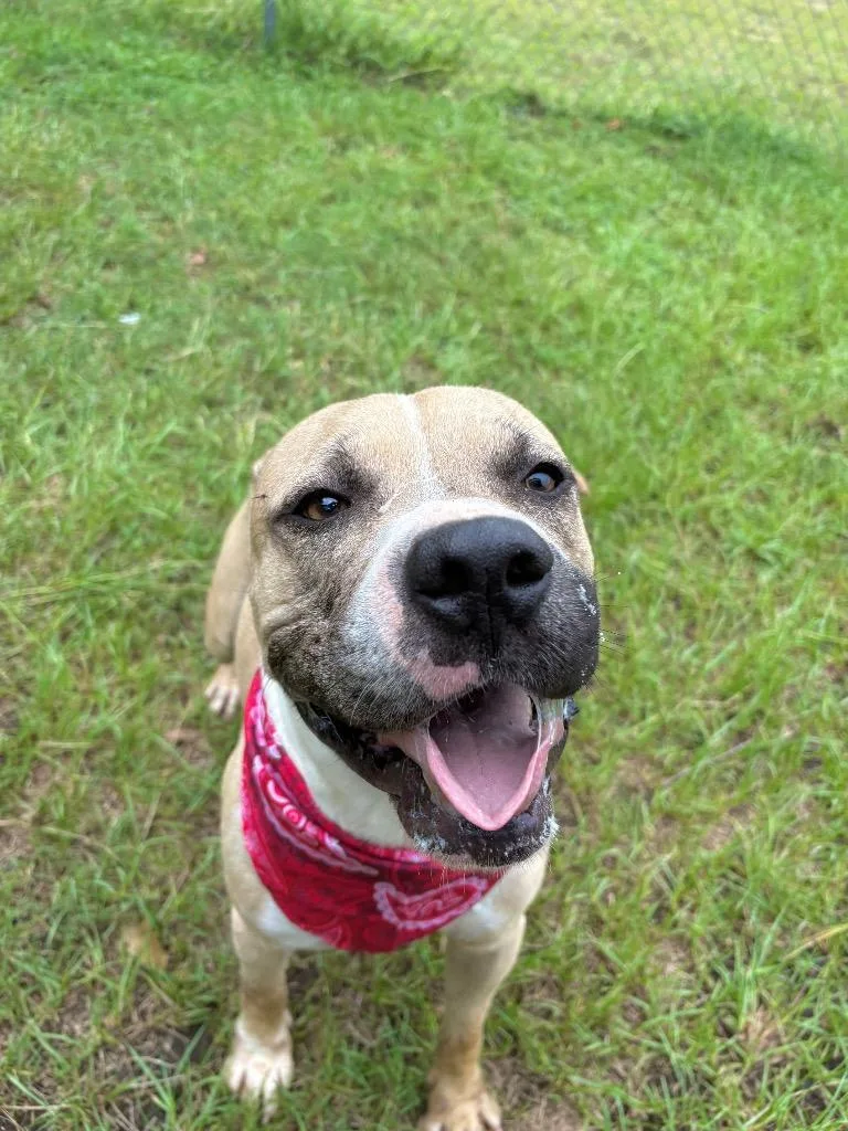 An adult medium-sized male Yellow / Tan / Blond / Fawn American Bully dog named Dumbledog for adoption in Winnsboro, SC
