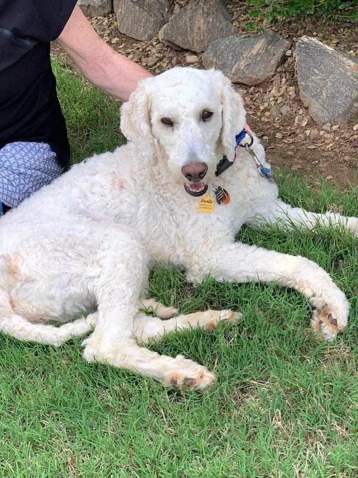 A young medium-sized female White / Cream Goldendoodle dog named Noodle for adoption in Douglas, MA