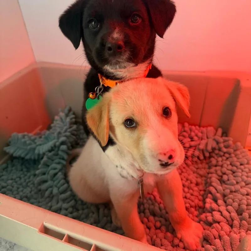 A baby small-sized male White / Cream Mixed Breed dog named Flannel for adoption in Buffalo, MN