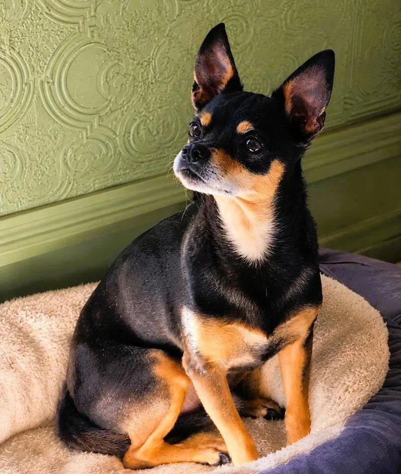An adult small-sized male Chihuahua dog named Delgado for adoption in Fallbrook, CA