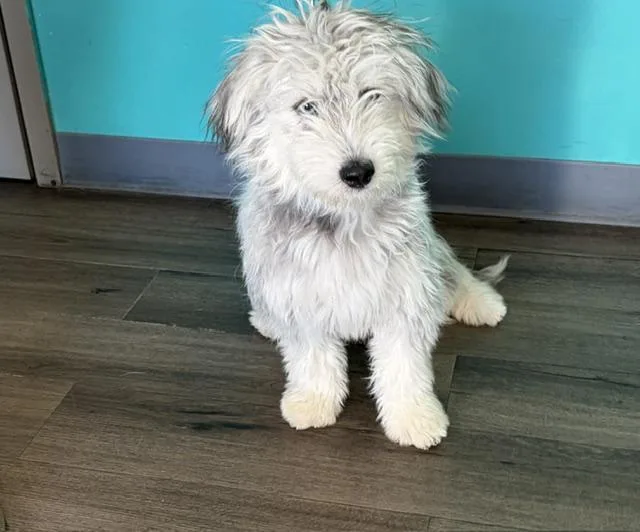 A baby small-sized female Tricolor (Brown, Black, & White) Terrier dog named Tilly for adoption in Las Vegas, NV