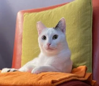 An adult medium-sized male White Domestic Short Hair cat named Shiloh for adoption in Palo Alto, CA