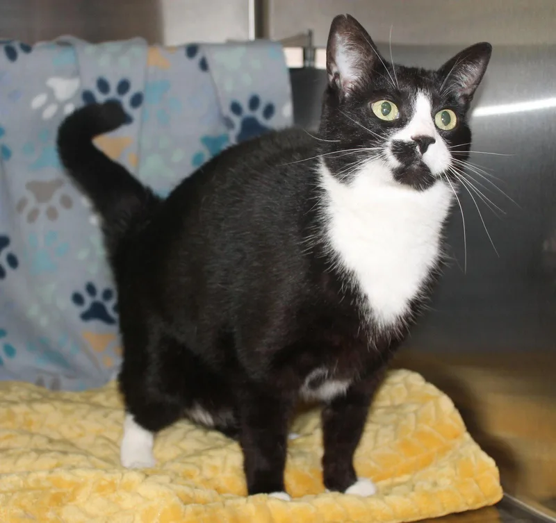 An adult large-sized female Black & White / Tuxedo Domestic Short Hair cat named Cookie for adoption in Prattville, AL