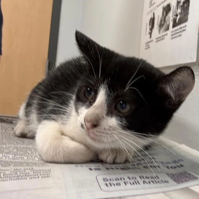 A baby small-sized male Domestic Medium Hair cat named Peck for adoption in Jacksonville, FL