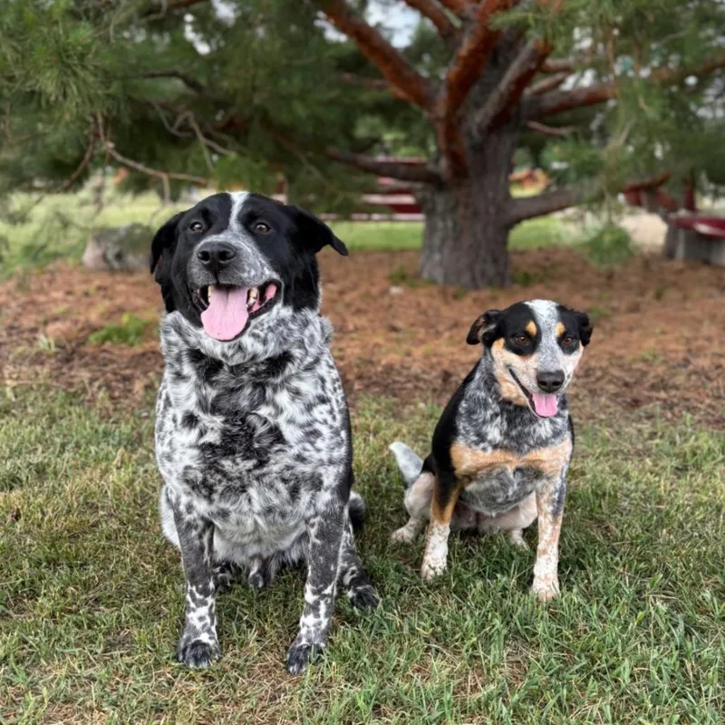 An adult large-sized male Gray / Blue / Silver Australian Cattle Dog / Blue Heeler dog named Blues Clues for adoption in Fargo, ND
