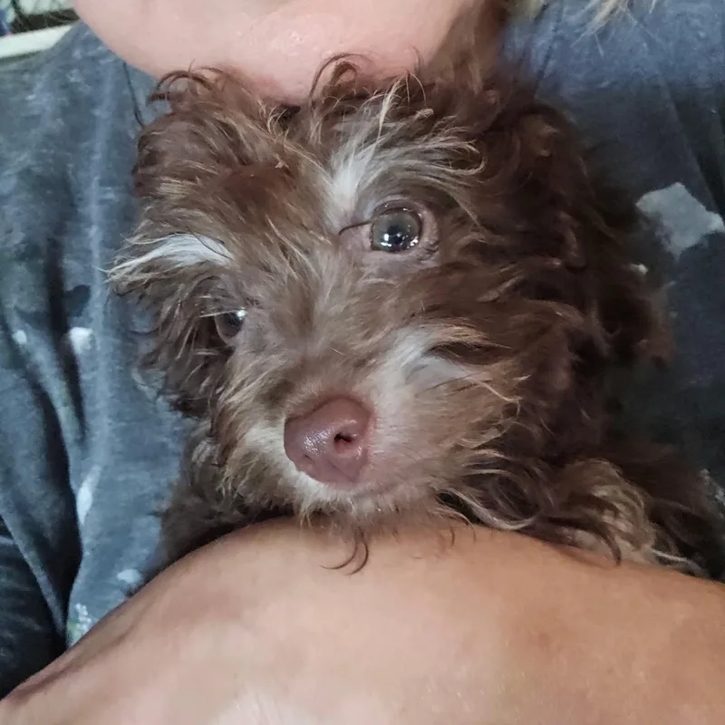 A baby small-sized male Terrier dog named Coco for adoption in Blacksburg, VA
