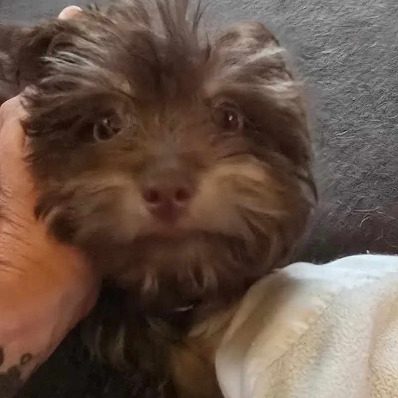 Coco thumbnail 3