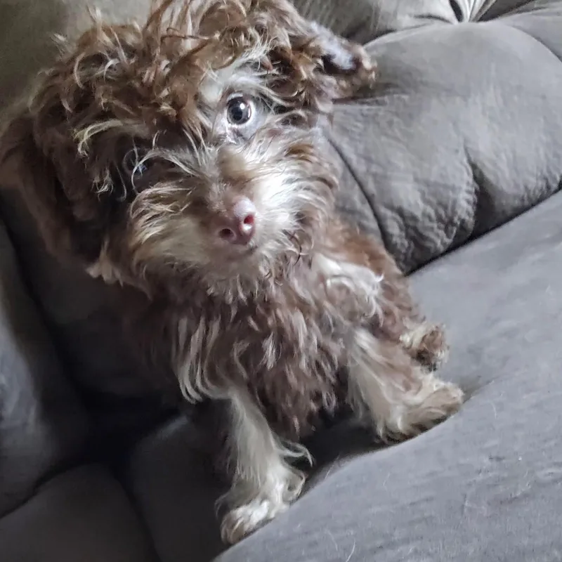 Coco thumbnail 4