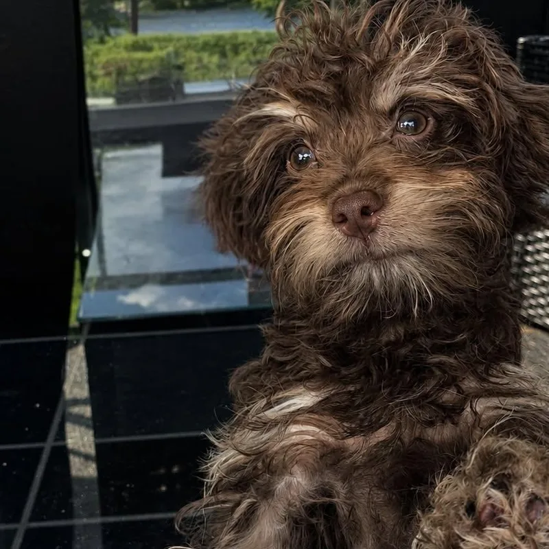 Coco thumbnail 5